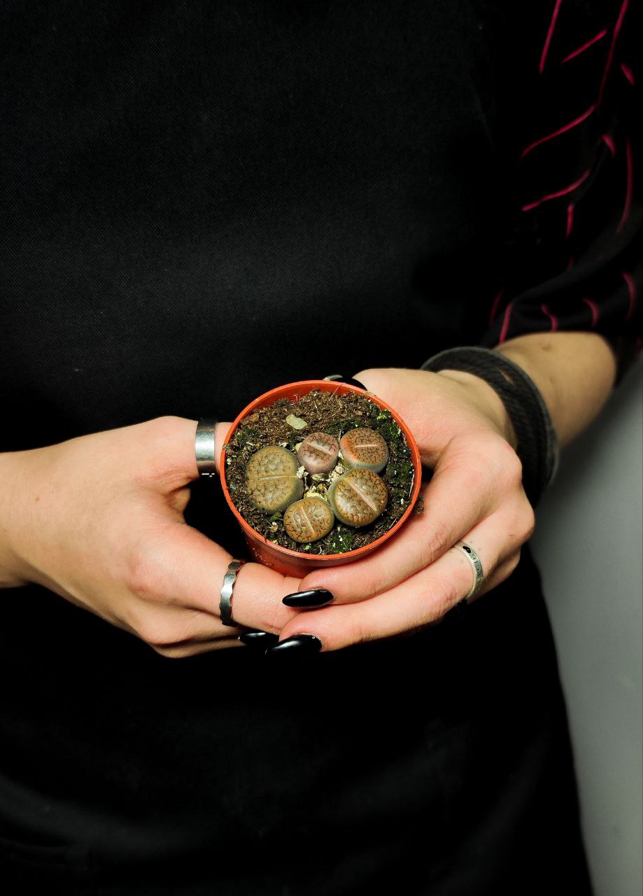Буро - Коричневые Литопсы Аукамп (Lithops Aucampiae) D5см