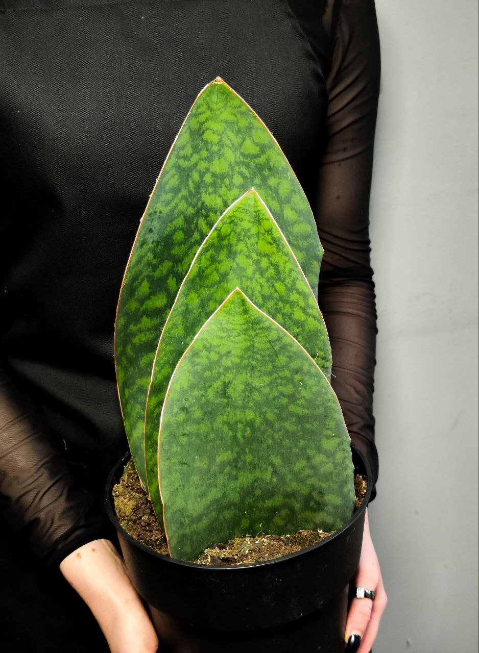 Сансевиерия Масониана Виктория XXL (Sansevieria Big Leaves Green) D19см