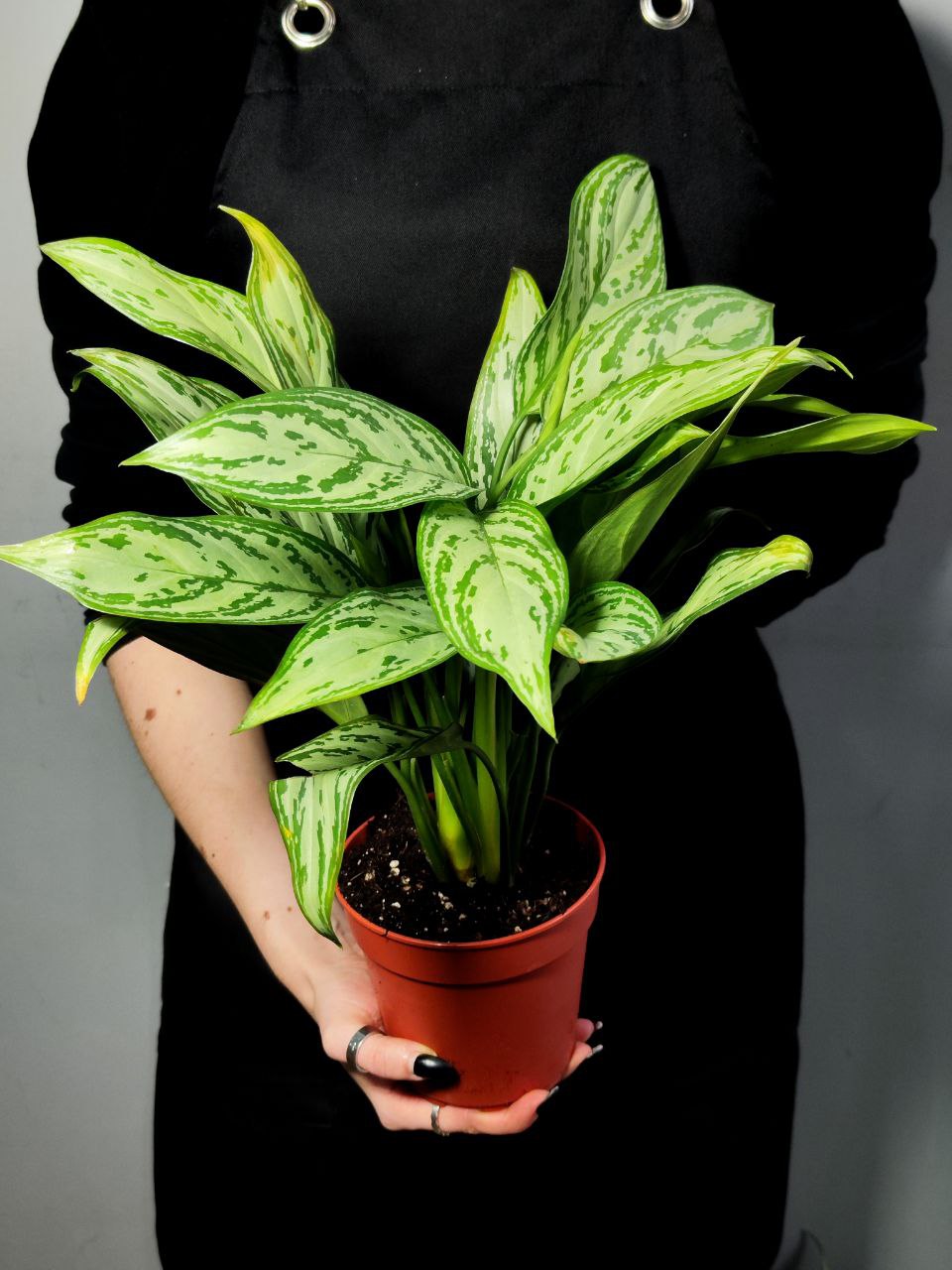 Аглаонема Сильвер Квин (Aglaonema Silver Queen) D12см