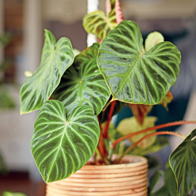 Филодендрон Веррукозум, или Бородавчатый (Philodendron Verrucosum) D6см