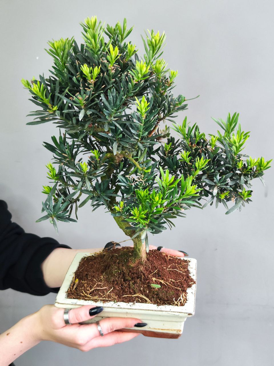 Бонсай Подокарпус (Bonsai Podocarpus)