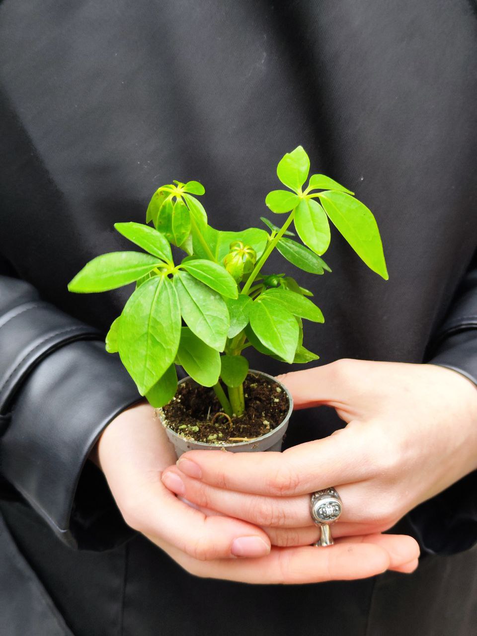 Шеффлера Древовидная Арборикола (Schefflera Arboricola) D6см