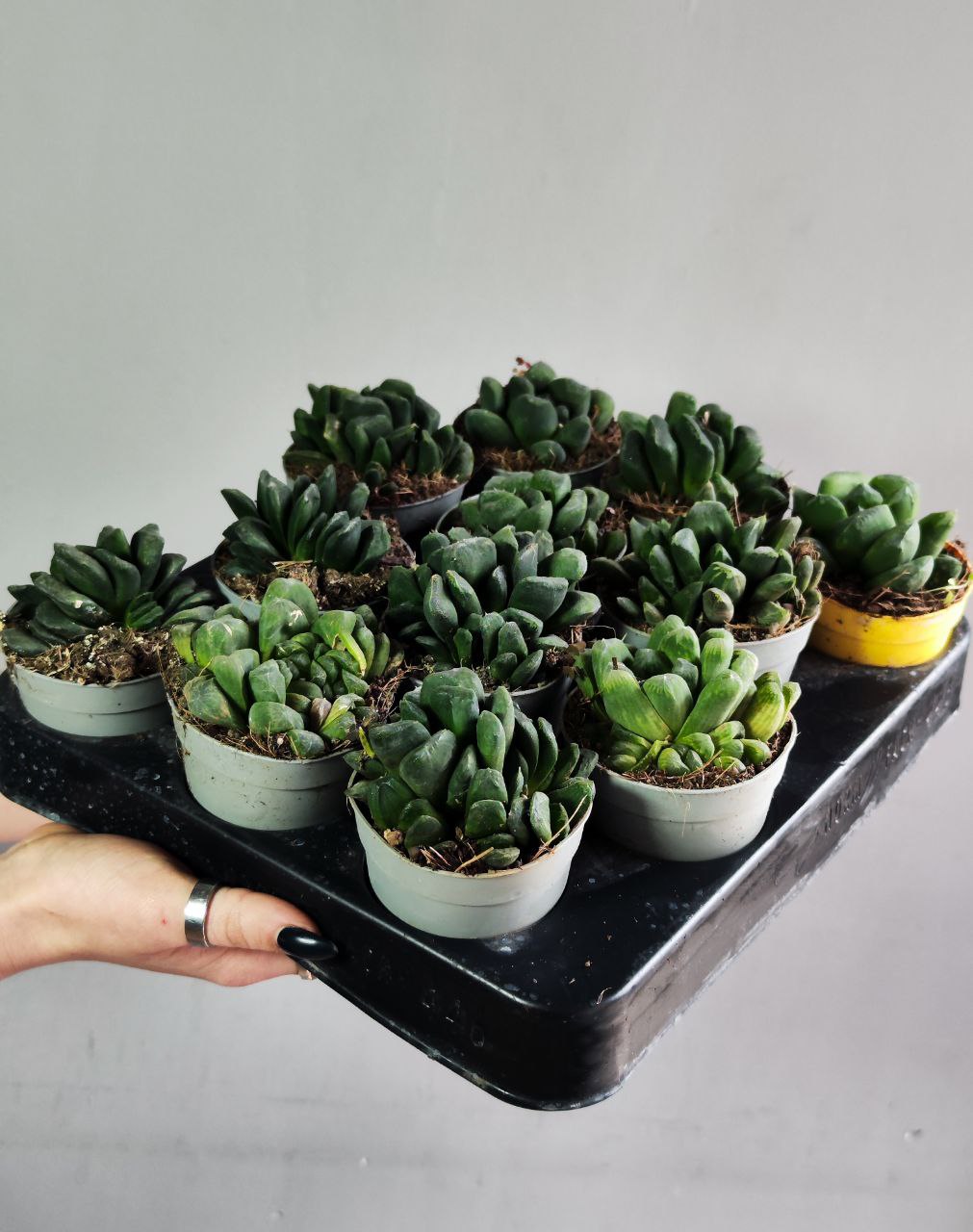 Хавортия Маугани (Haworthia Maughanii) D6,5см