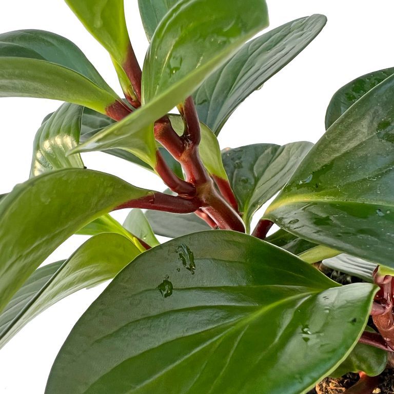 Пеперомия Ред Каньон (Peperomia Red Canyon) D5см