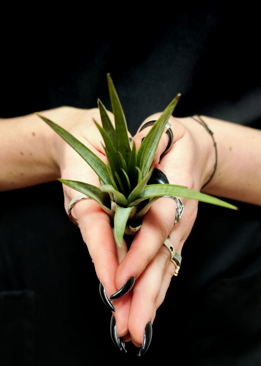 Тилландсия Фасцикулята (Tillandsia Fasciculata)