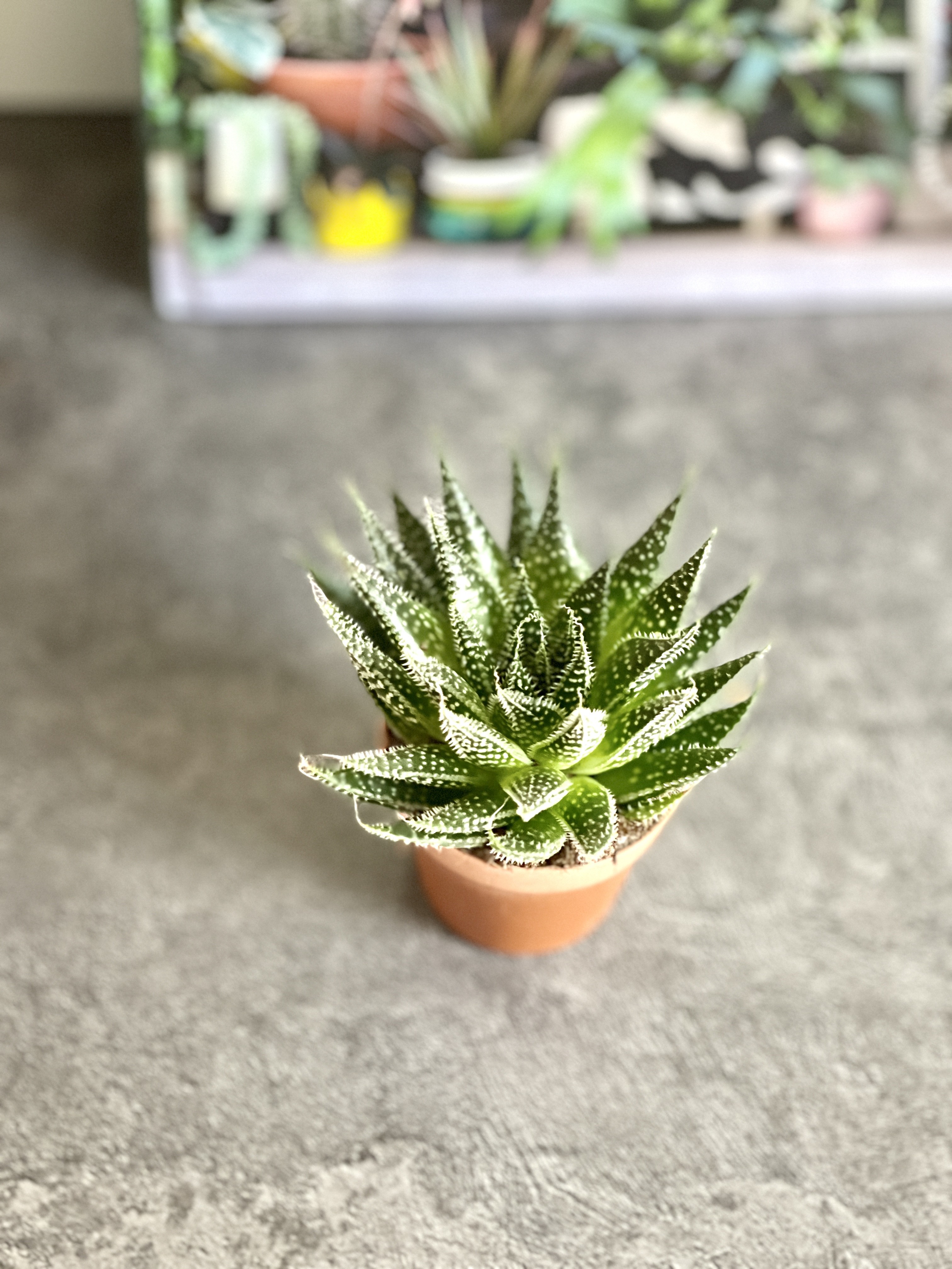 Алоэ Остистое (Aloe Aristata) D5см