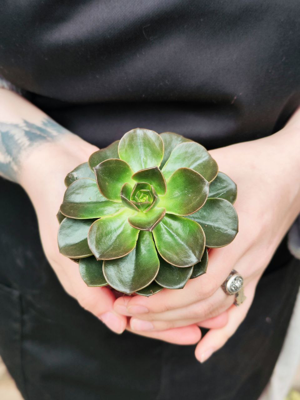 Эхеверия Блэк Мэджик (Echeveria Black Magic) D8см