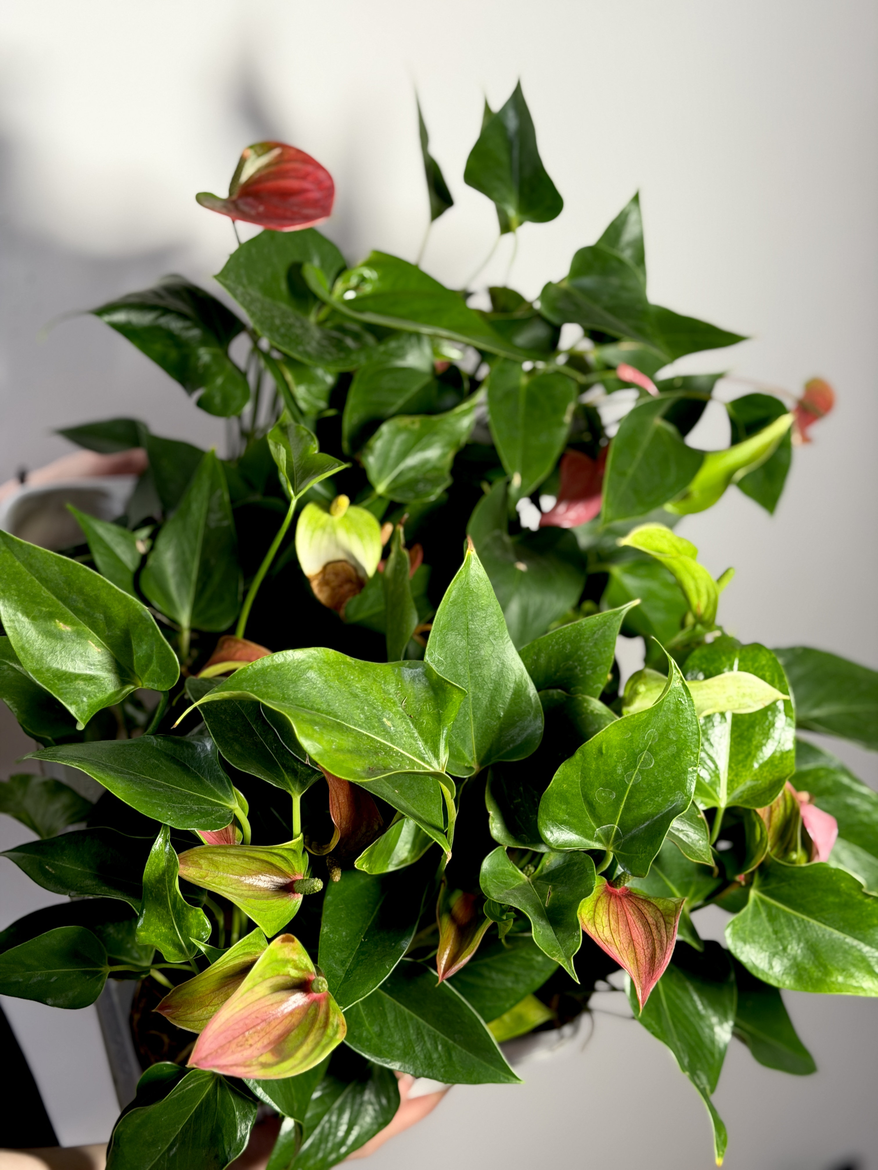 Антуриум Микс УЦЕНКА (Anthurium Mix) D 7-9см
