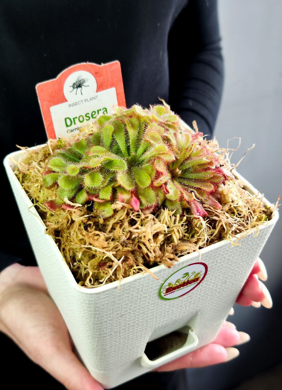 Росянка Алисия (Drosera Aliciae) пересаженная D12см