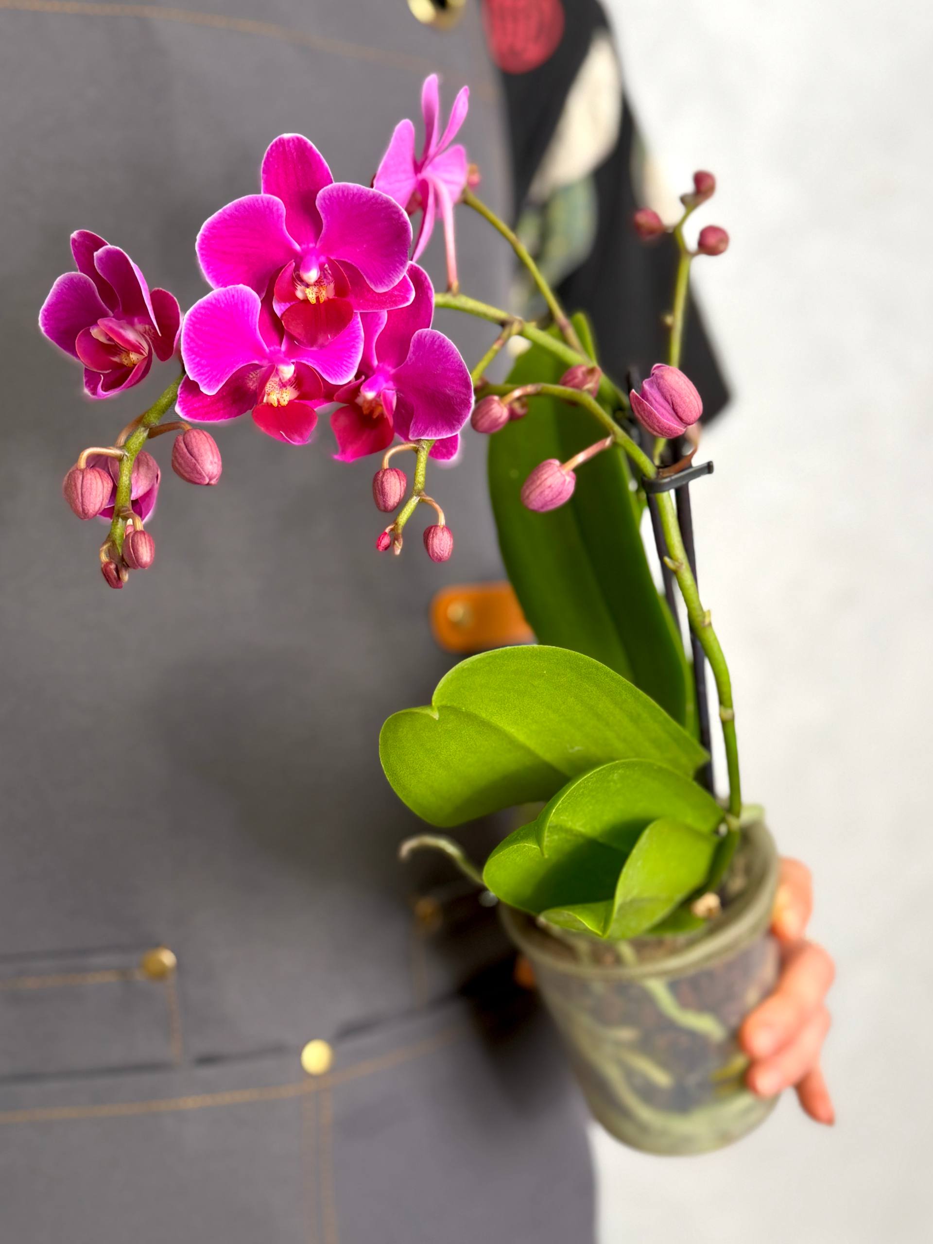 Орхидея Фаленопсис Мини Темно - Фиолетовая (Phalaenopsis Multiflora Dark Purple) D9см