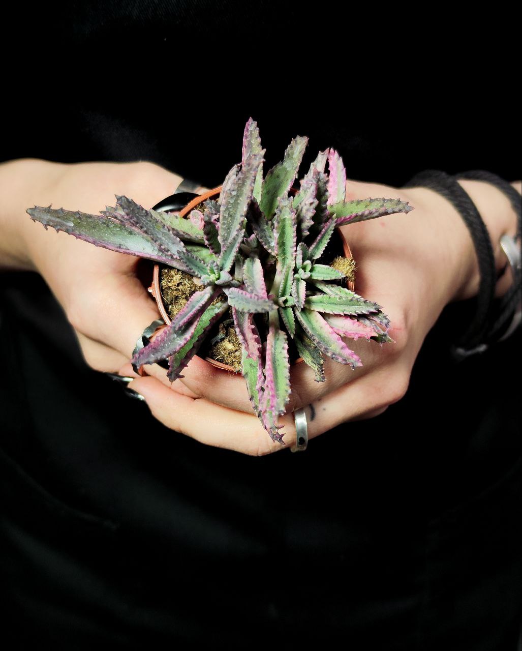 Каланхоэ Розовые Бабочки (Kalanchoe Pink Butterfly) D5см