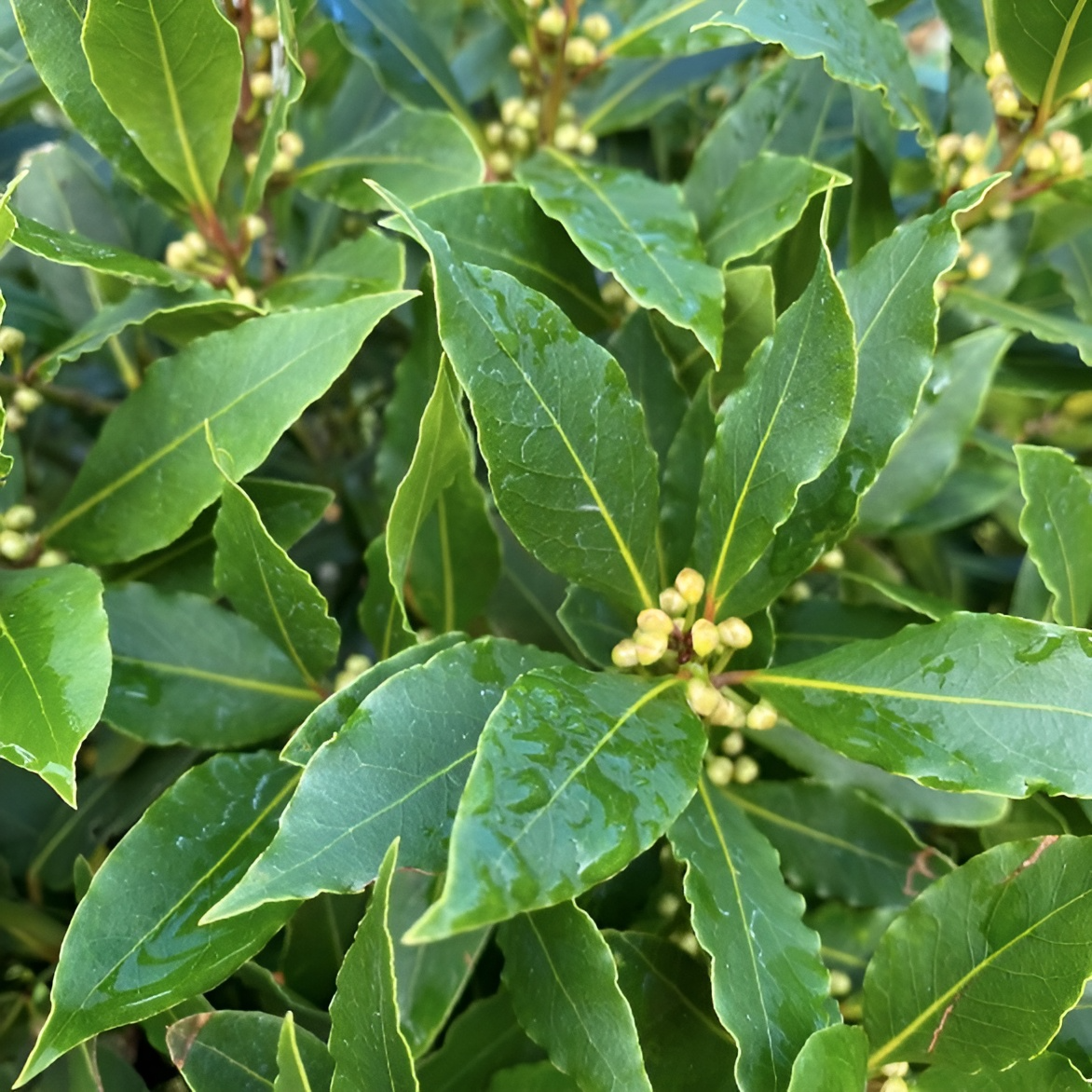 Лавр Благородный, или Лавровое дерево (Laurus Nobilis) D11см
