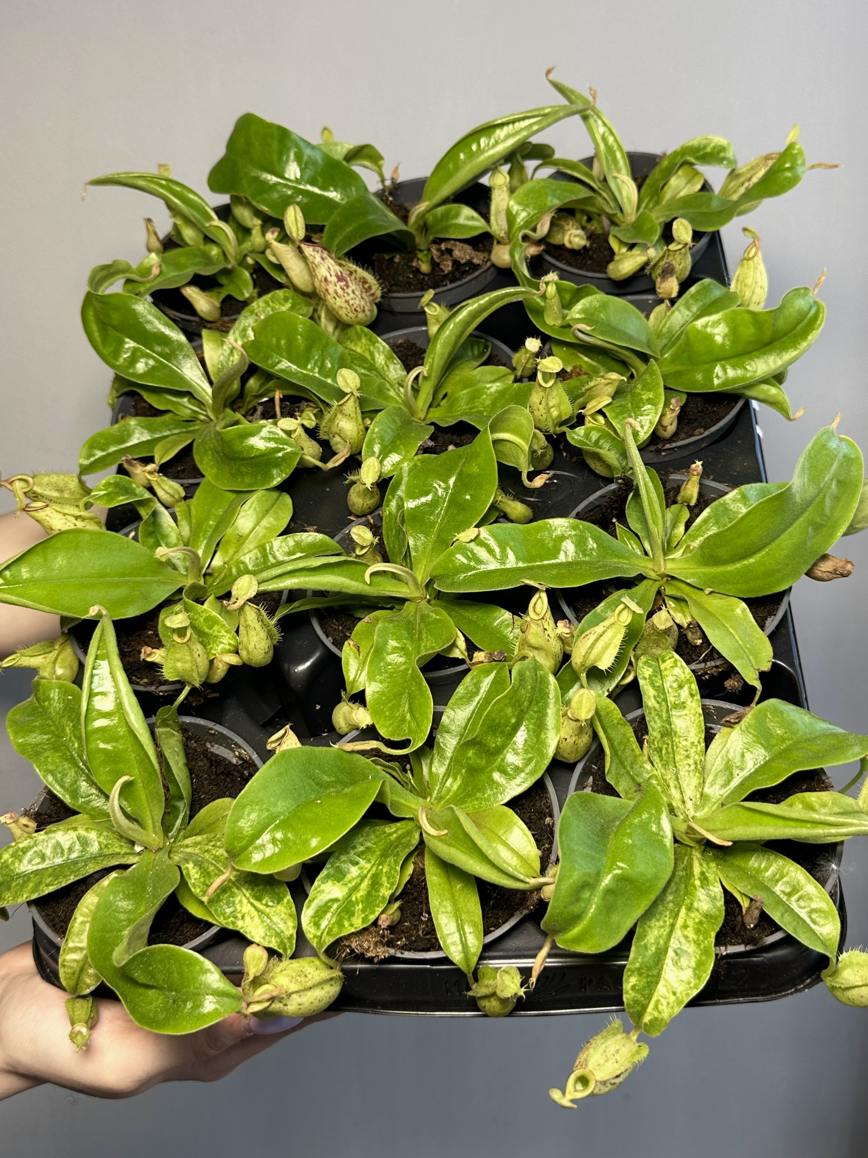 Непентес Марбл Хукериана (Nepenthes Hookeriana Marble) D9см