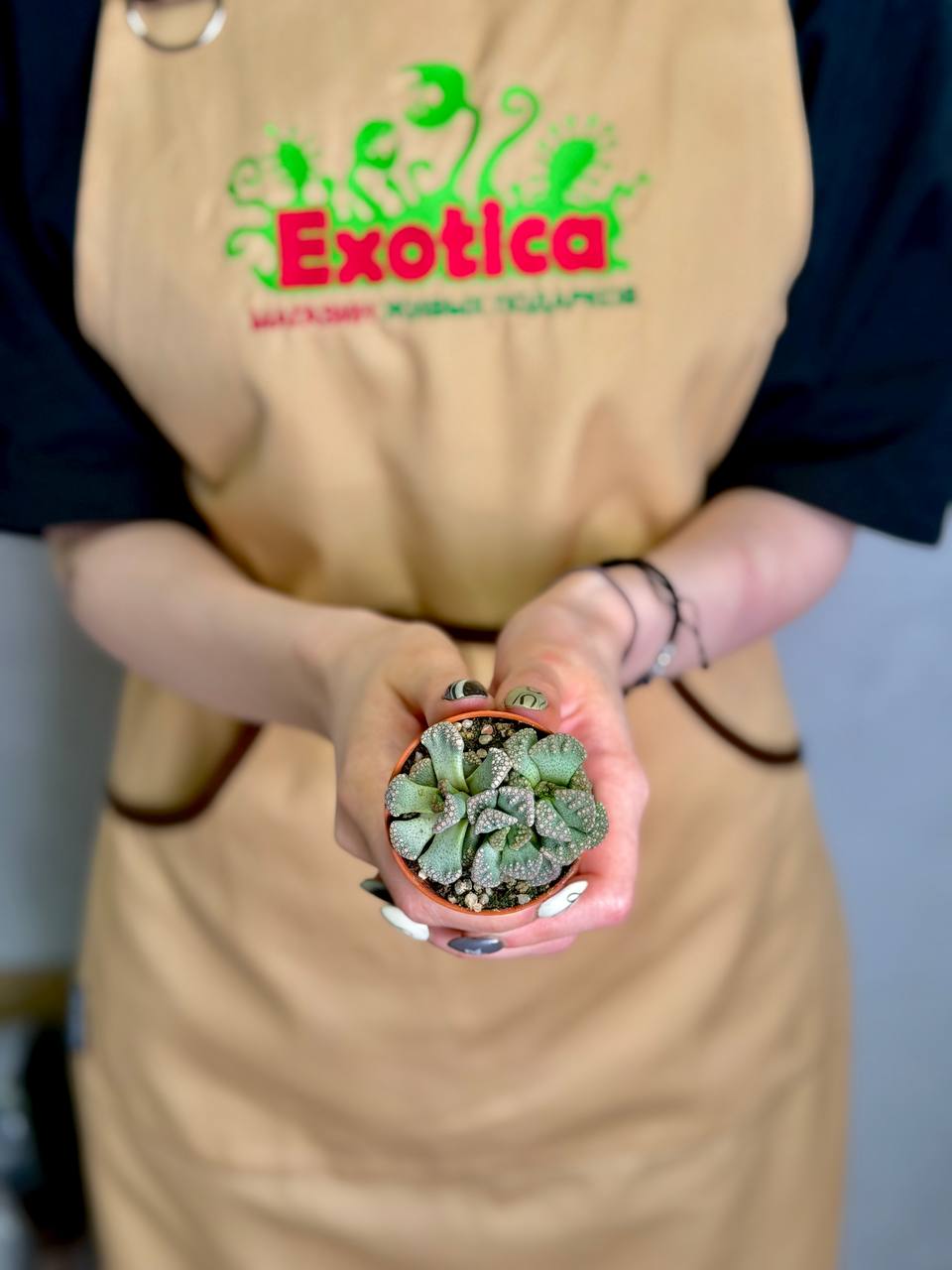 Титанопсис Калькарея Груп (Titanopsis Calcarea Group) D5см