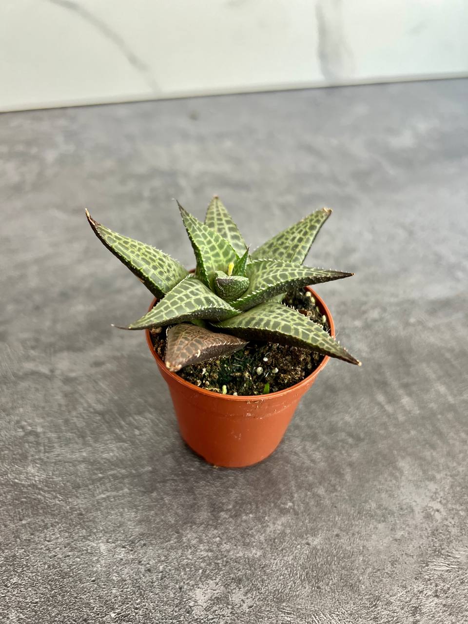 Хавортия Тесселата, Шахматная (Haworthia Tesselata) D5см