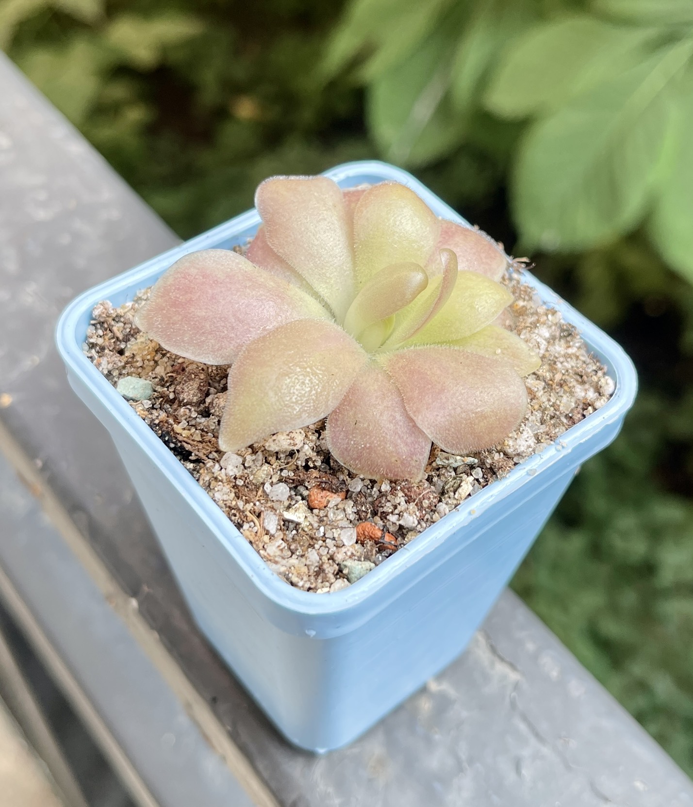 Жирянка Гетеропхилла х Сетхос (P. Heterophylla x Sethos) D5см