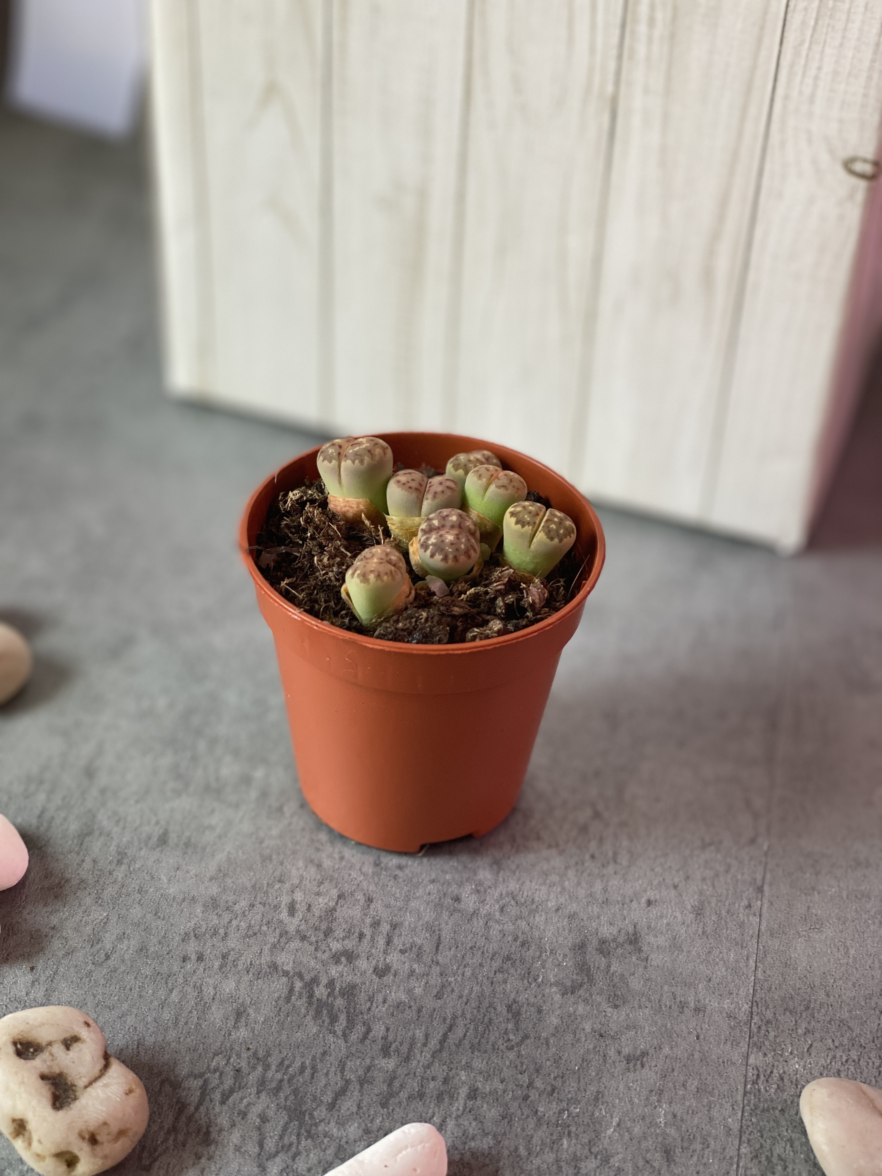 Буро - Коричневые Литопсы Аукамп (Lithops Aucampiae) D5см
