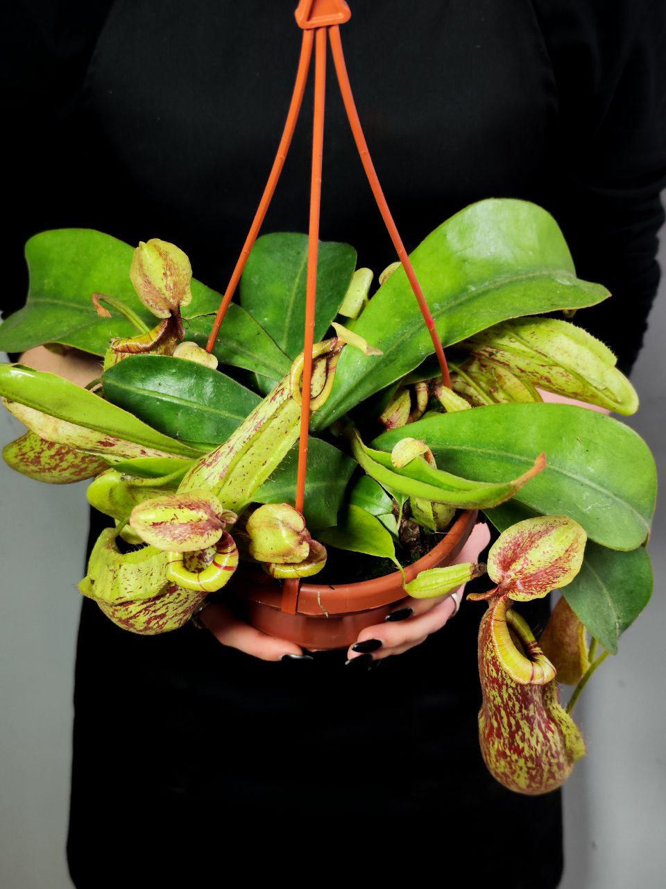 Непентес Мохито (Nepenthes Mojito) D14см