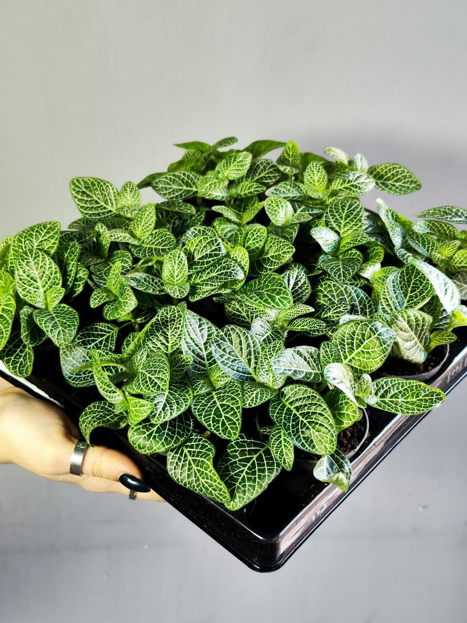 Фиттония Вершаффельта Вайт (Fittonia Verschaffeltii White) D5см