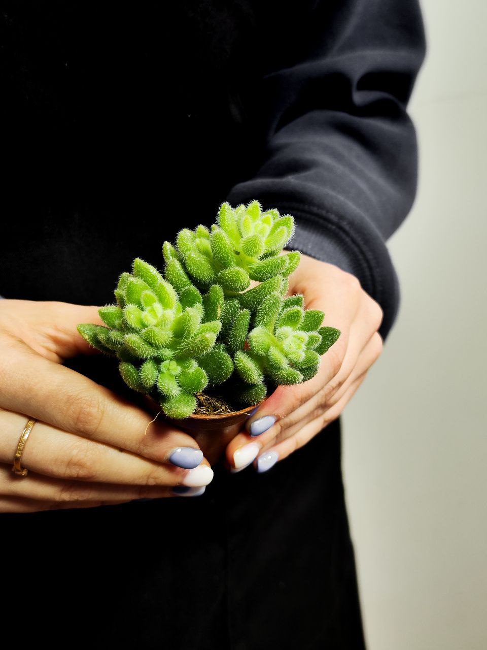 Седум Хинтони (Sedum Hintonii) D5см