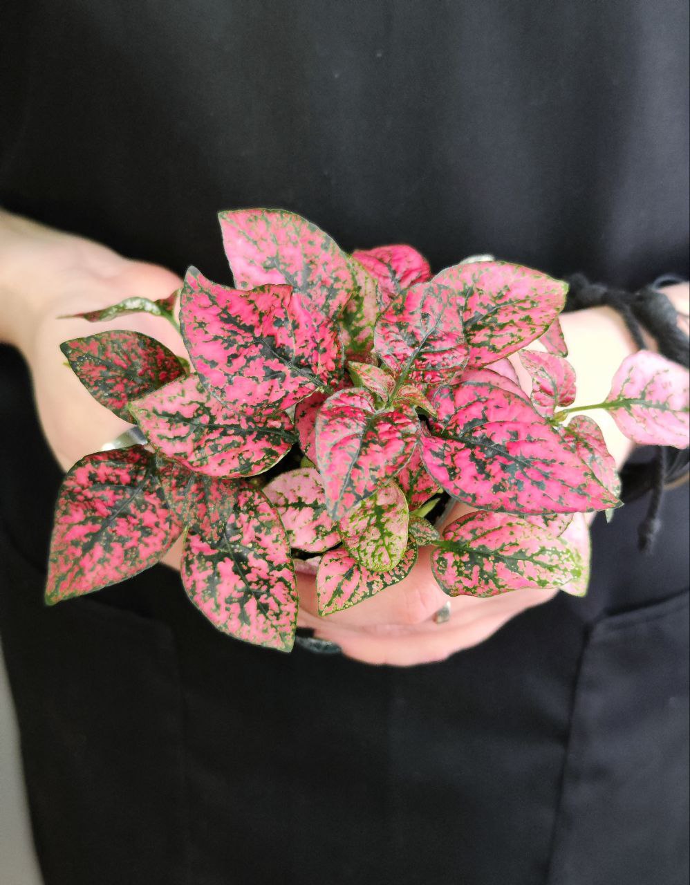 Гипоэстес Листоколосковый Ред (Hypoestes Phyllostachya Red) D6см