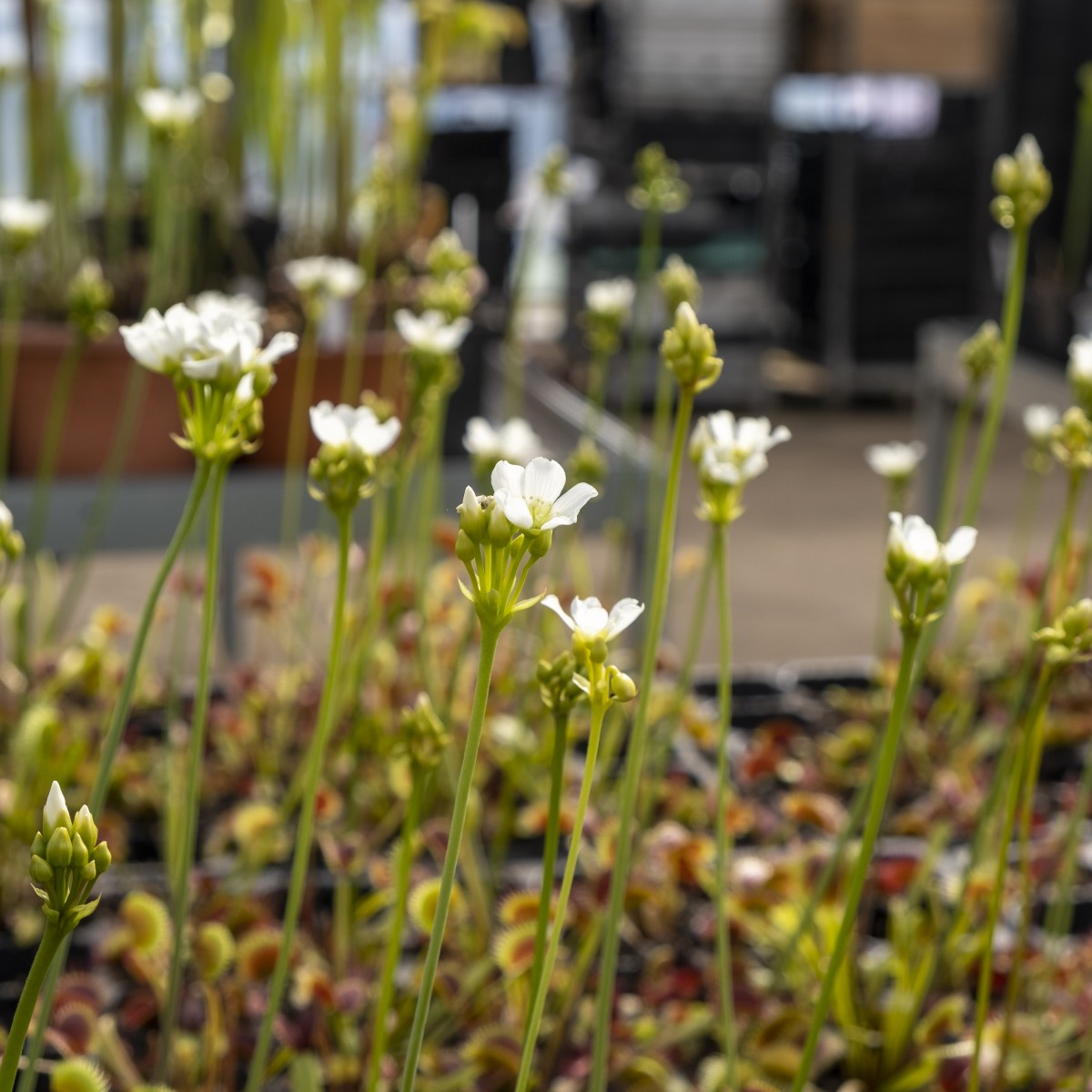 Семена Венериной Мухоловки B52 (Dionaea Muscipula B52), 10шт