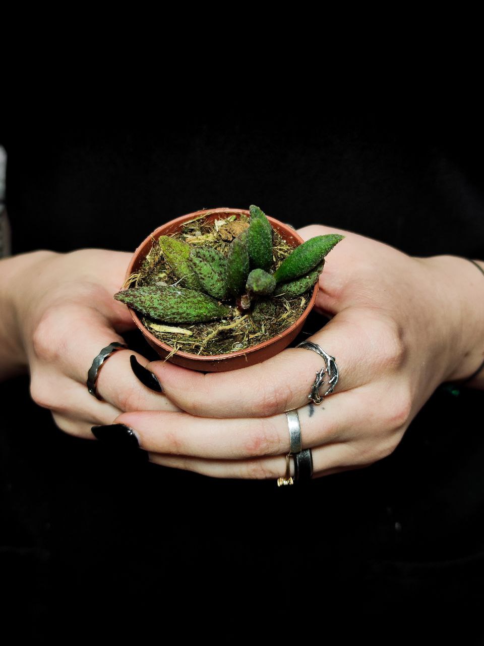 Адромискус Мариане Антидоркатум (Adromischus Marianae Antidorcatum) D5см