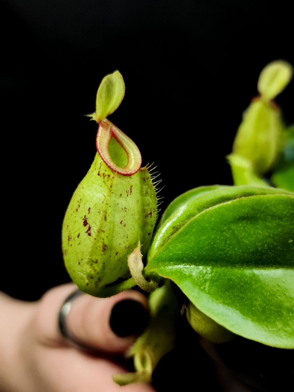 Непентес Марбл Хукериана (Nepenthes Hookeriana Marble) D9см