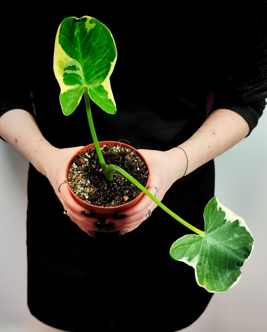 Алоказия Микки Маус (Alocasia Xanthosoma Mickey Mous) D10см