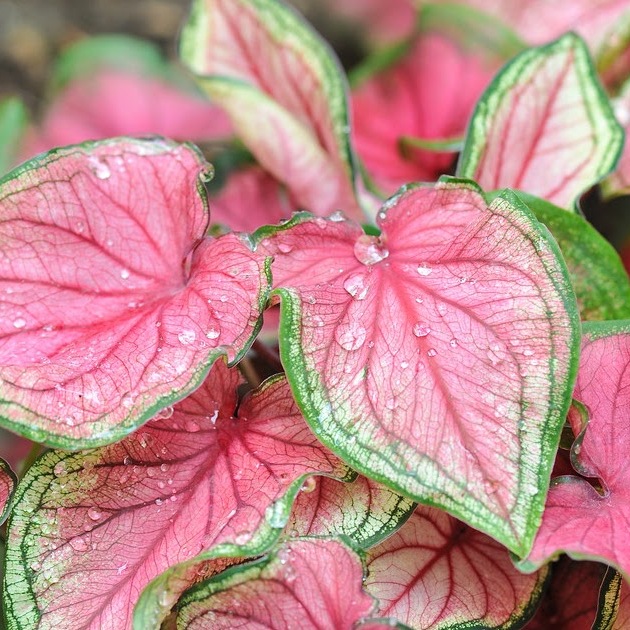 Каладиум Биколор Возлюбленная Флорида (Caladium Bicolor Florida Sweetheart) D12см