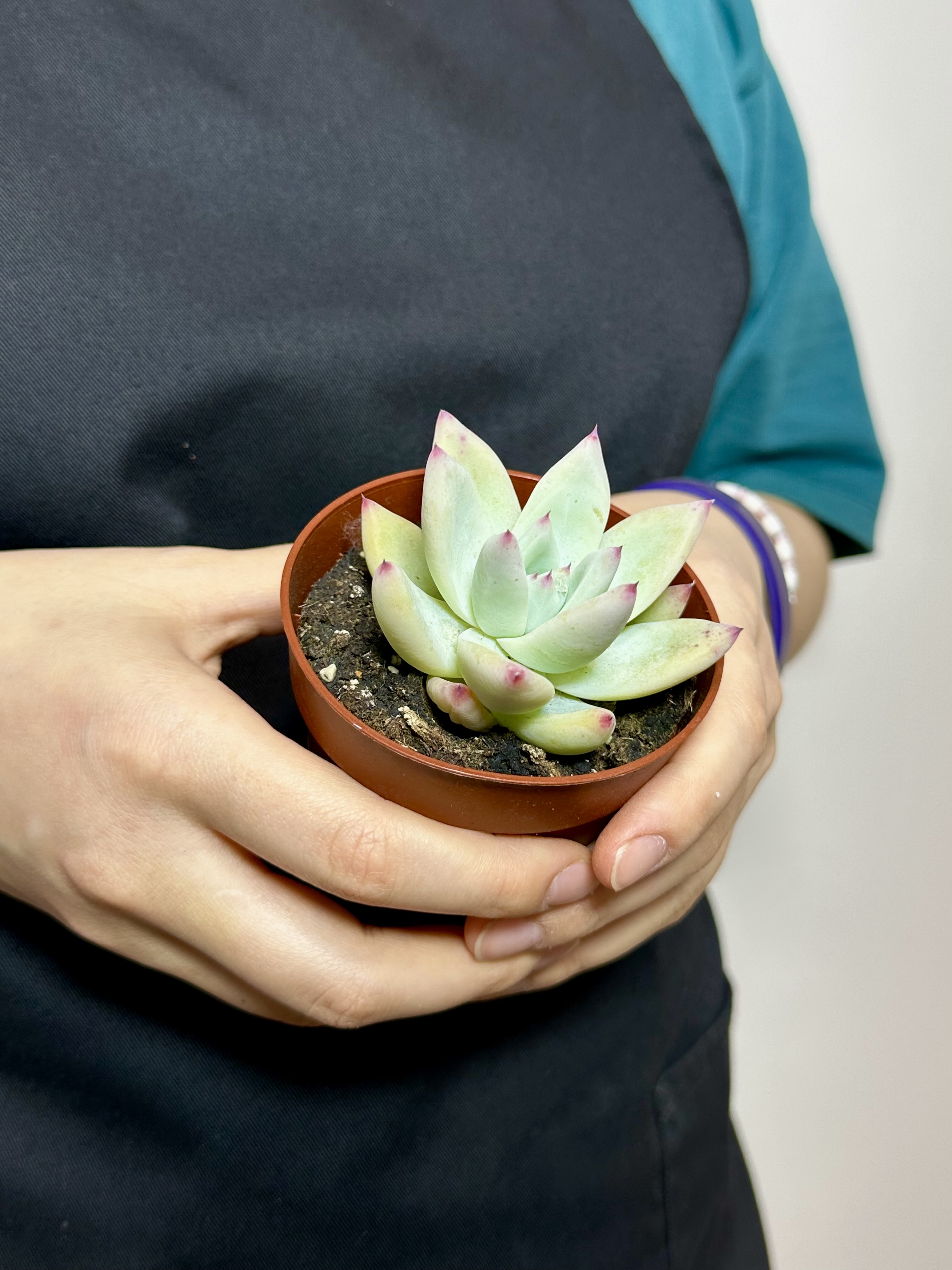 Эхеверия Мексиканский Гигант (Echeveria Mexican Giant) D8,5см