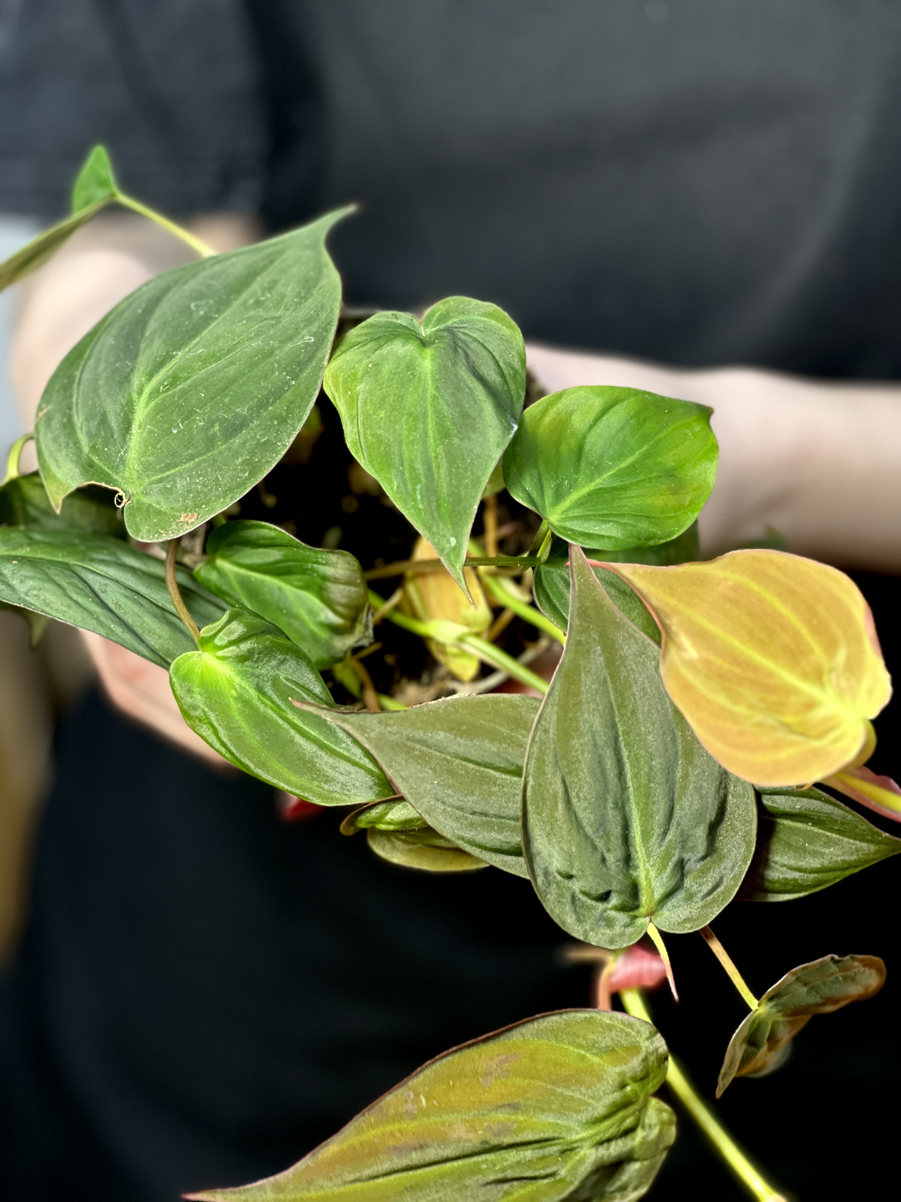 Филодендрон Сканденс Миканс (Philodendron Scandens Micans) D10см