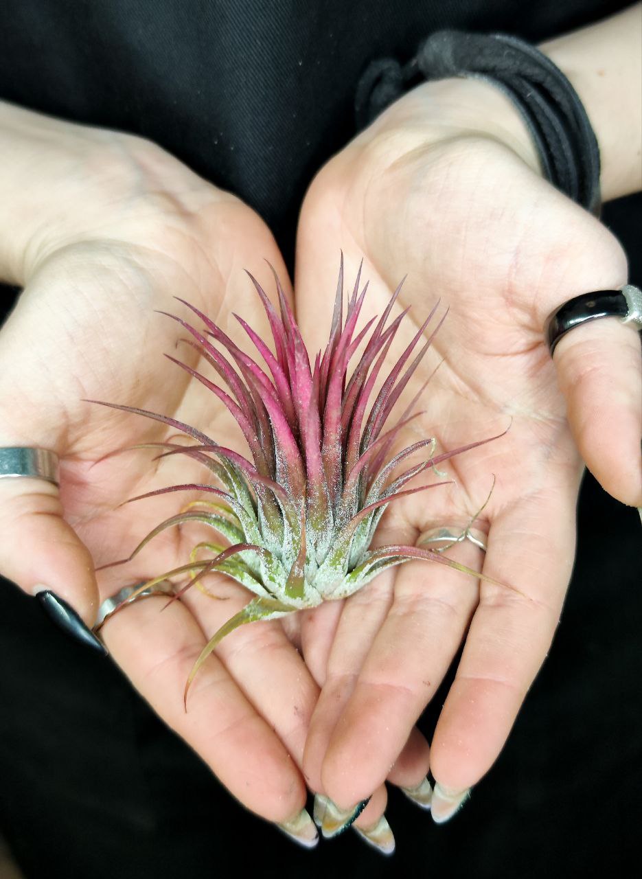 Тилландсия Ионанта Красная (Tillandsia Ionantha Red)