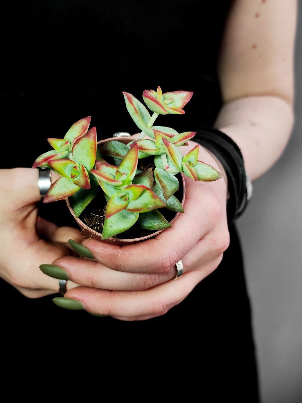 Крассула Перфората Красная (Crassula Perforata Hoshiotome) D5см