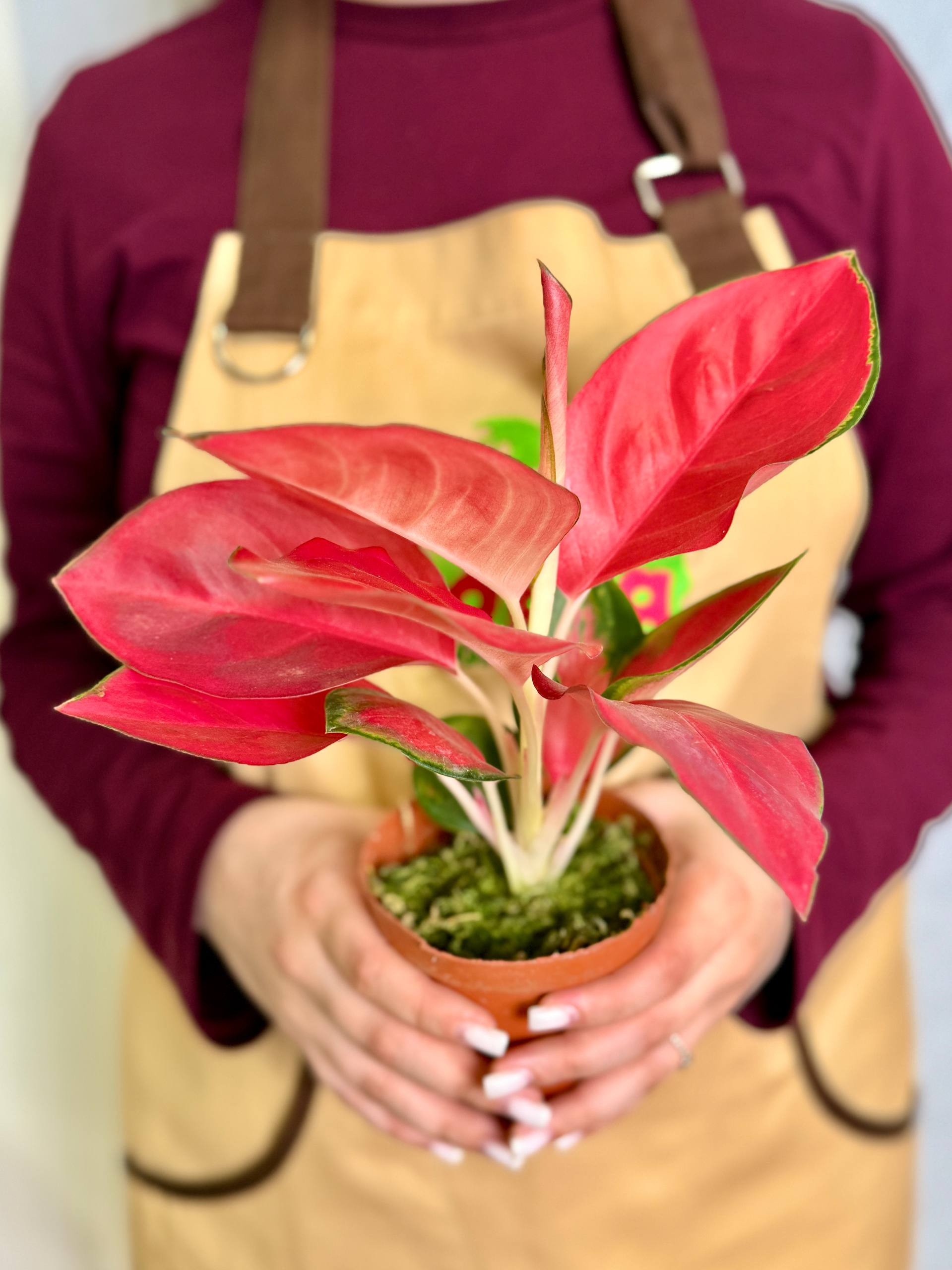 Аглаонема Чайна Ред (Aglaonema China Red) D10см