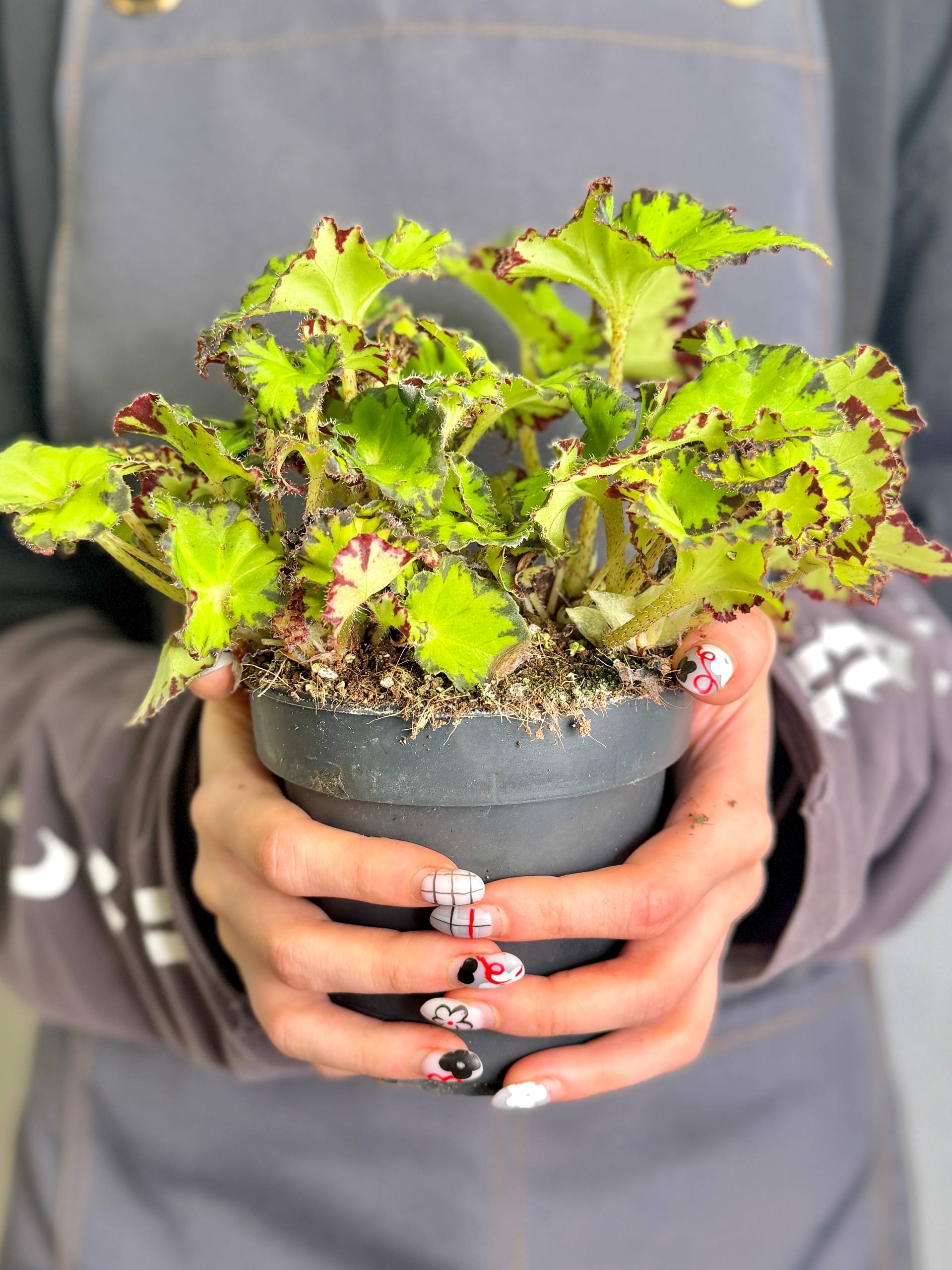 Бегония Рекс Ред Джайв (Begonia Rex Red Jive) D12см