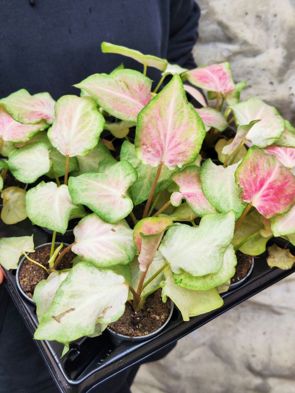 Каладиум Макулатум (Caladium Maculatum) D6см
