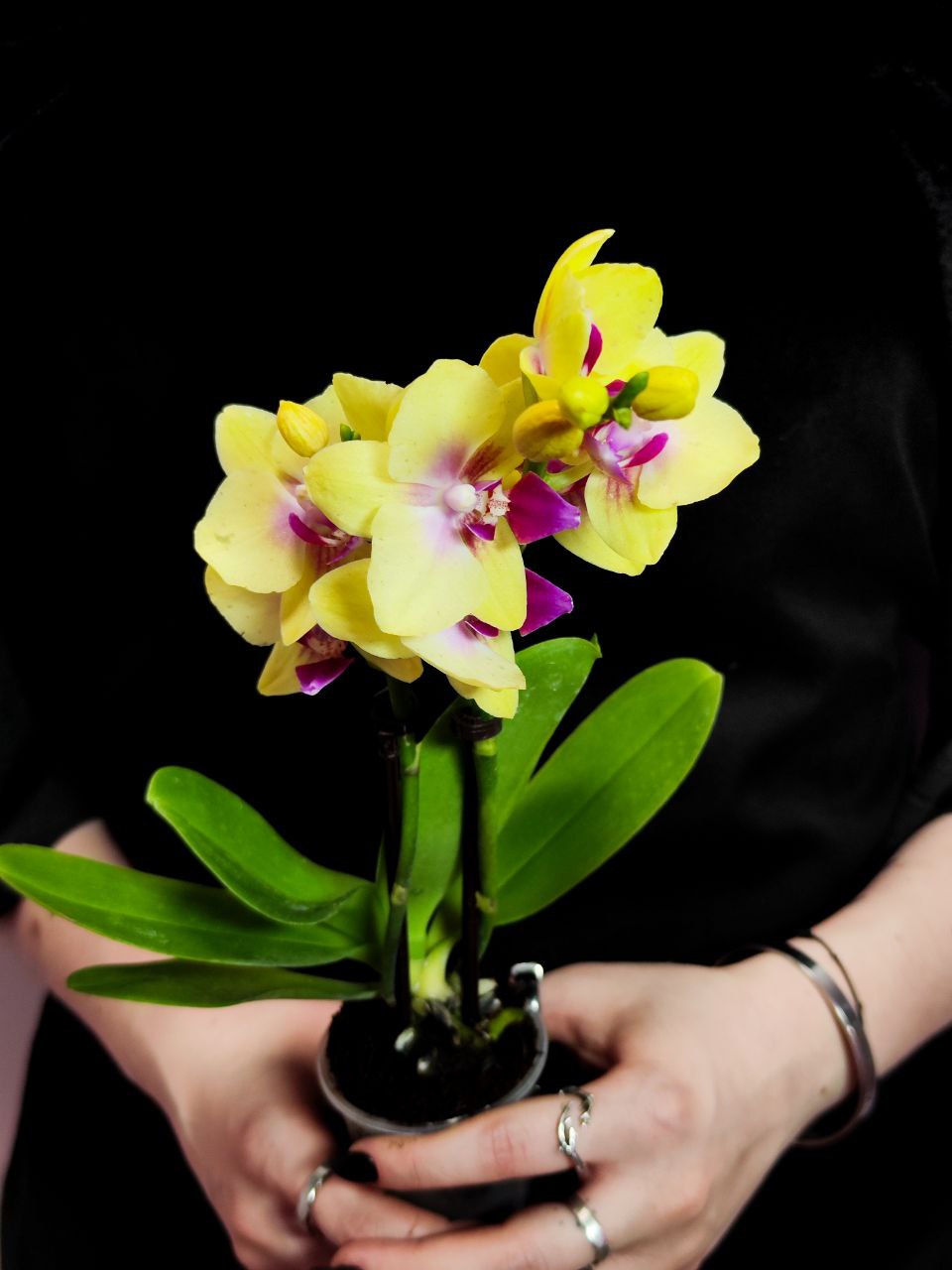 Фаленопсис Мультифлора Спанки (Phalaenopsis Multiflora Orchid Spunky) D6см