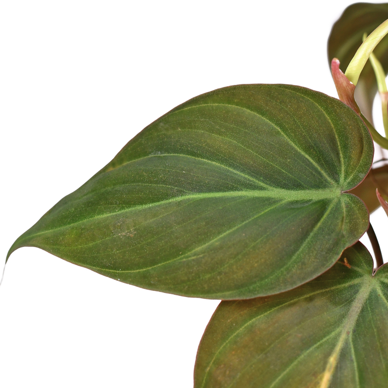 Филодендрон Миканс Бархатный (Philodendron Scandens Micans) D6см