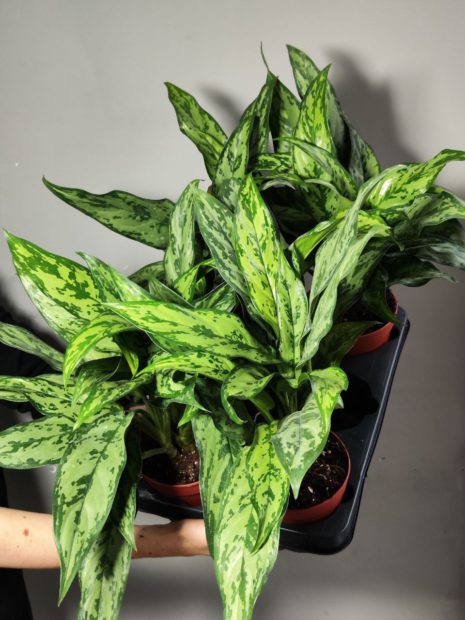 Аглаонема Грин Леди (Aglaonema Green Lady) D12см