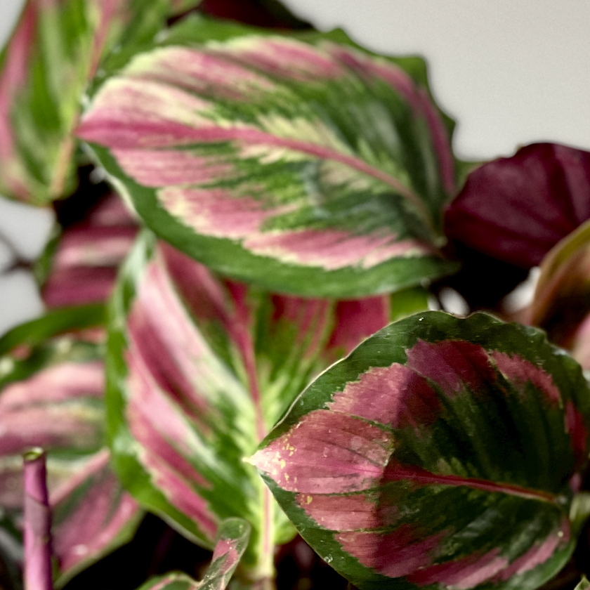Калатея Розеопикта Мисти Ред (Calathea Roseopicta Misty Red) D6см