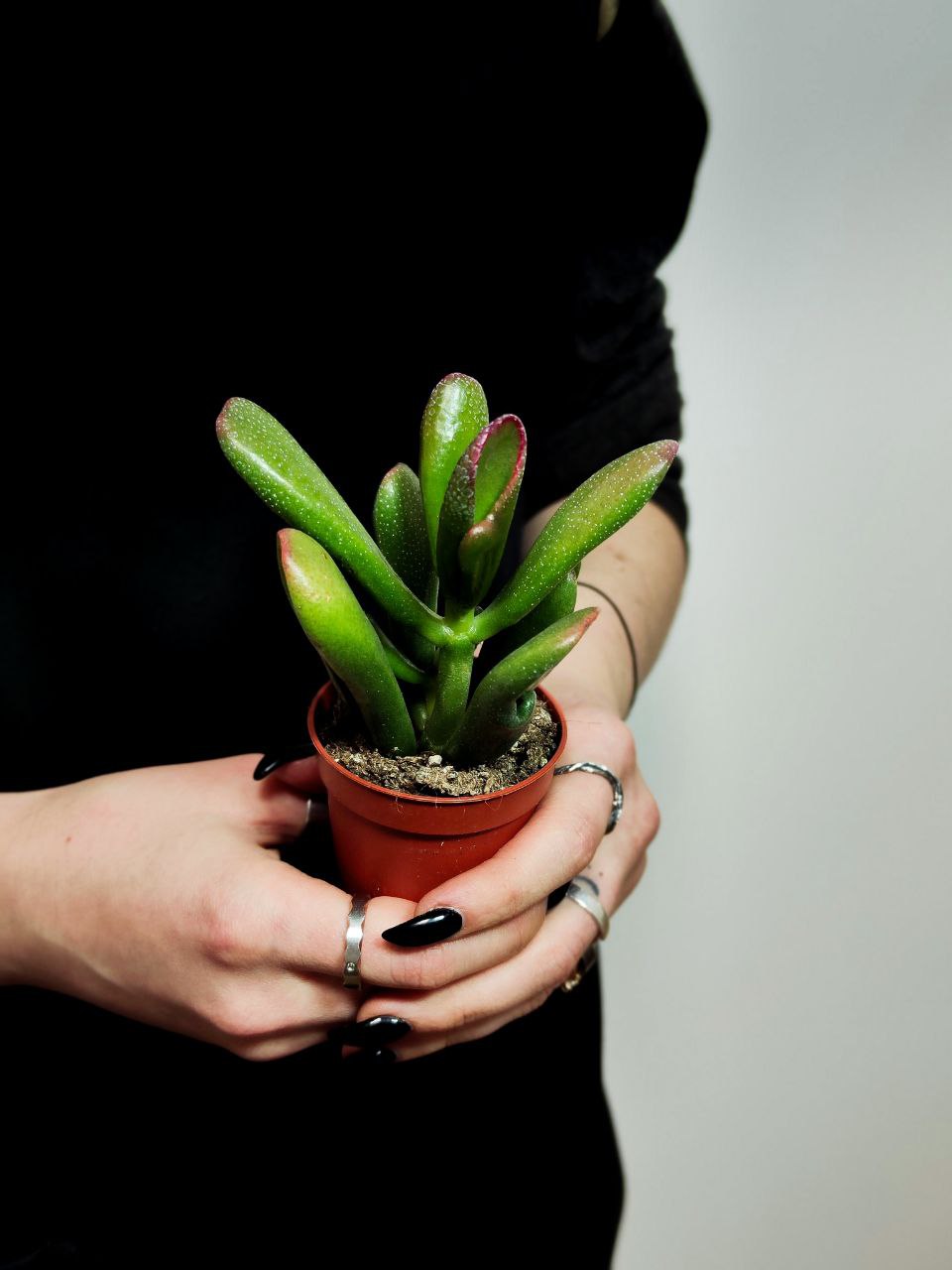 Крассула Хоббит (Crassula Ovata Hobbit) D5см