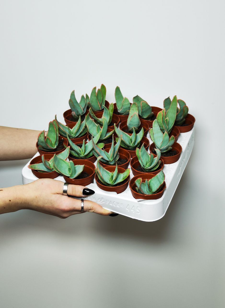 Алоэ Стриата (Aloe Striata) D5см