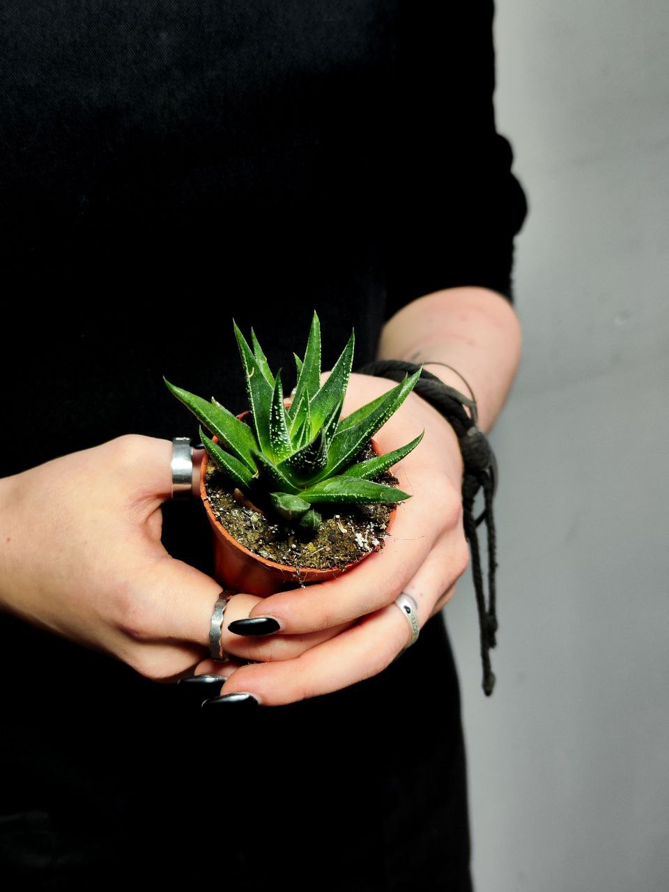 Хавортия Хербацея (Haworthia Herbaceae) D5см