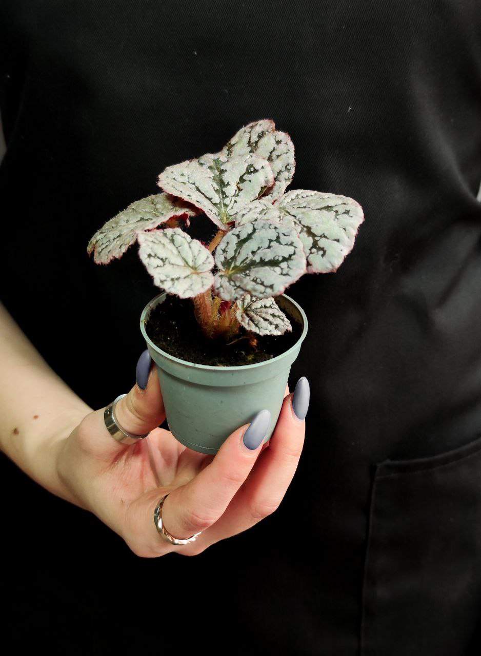 Бегония Рекс Чайо (Begonia Rex Chayo) D6см