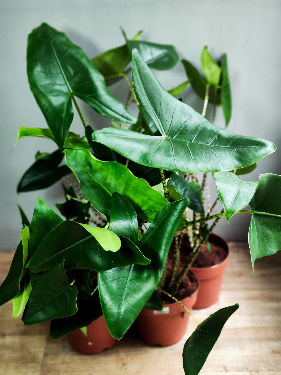 Алоказия Зебрина (Alocasia Zebrina) D21см