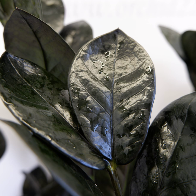 Замиокулькас Равен (Zamioculcas Raven) D9см
