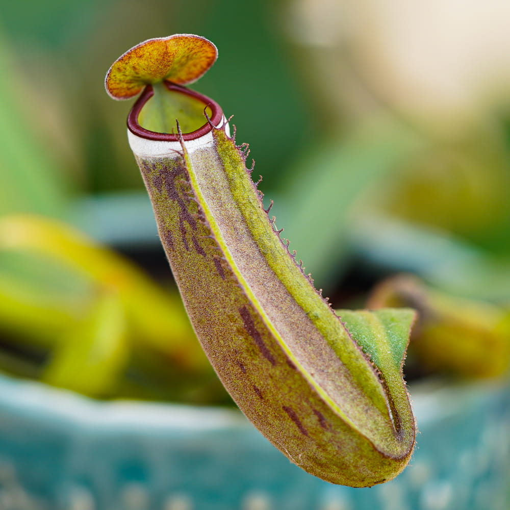 Непентес Альбомаргината (Nepenthes Albomarginata) D12см