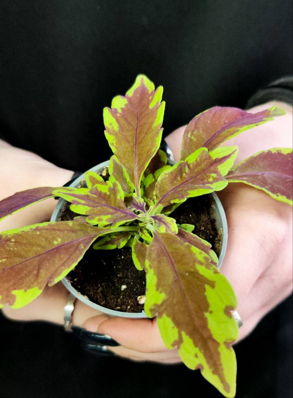 Колеус Лефрик (Coleus Le Freak) D6см