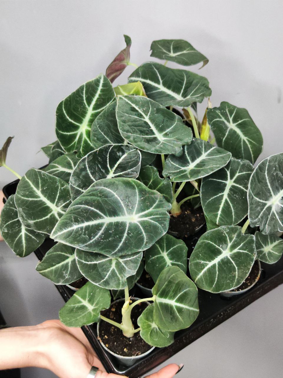 Алоказия Блэк Вельвет, или Черный Бархат (Alocasia Black Velvet) D6см